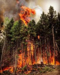 ПАМЯТКА  об ответственности граждан за нарушение правил пожарной безопасности в лесах